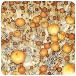 Псилоцибиновые (галлюциногенные)  грибы Psilocybin "Golden Teacher" в Перевозе