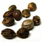 Семена марихуаны АК-47  (Seeds AK-47) в Перевозе